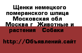 Щенки немецкого померанского шпица - Московская обл., Москва г. Животные и растения » Собаки   